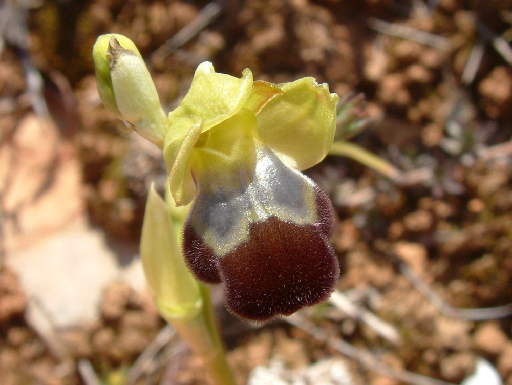 Le brillanti <i>Ophrys fusca orientali</i>   Dalla Grecia con passione